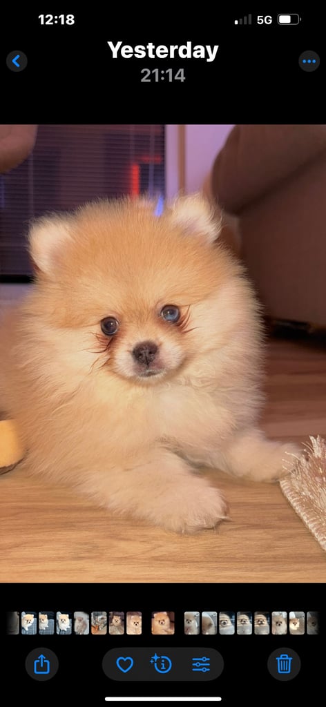 image for BEAUTIFUL POMERANIAN PUPPY 