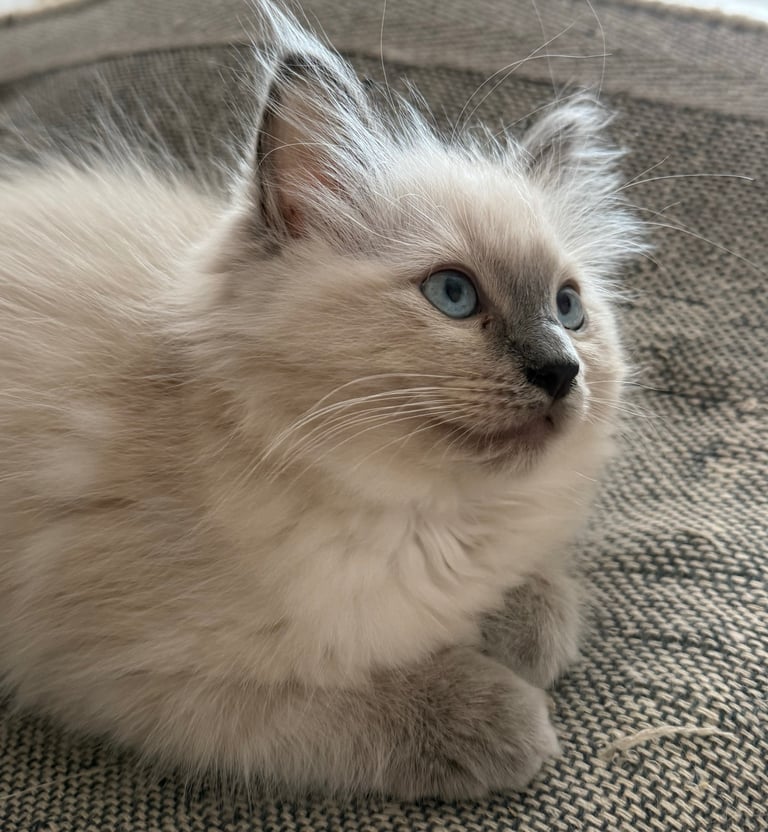 Ragdoll for sale 