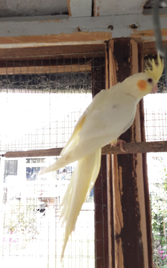 For sale a pair of cocktails 