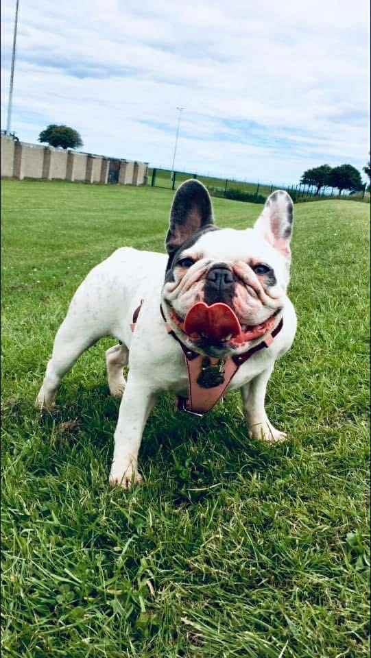 Minibull bulldog puppies 