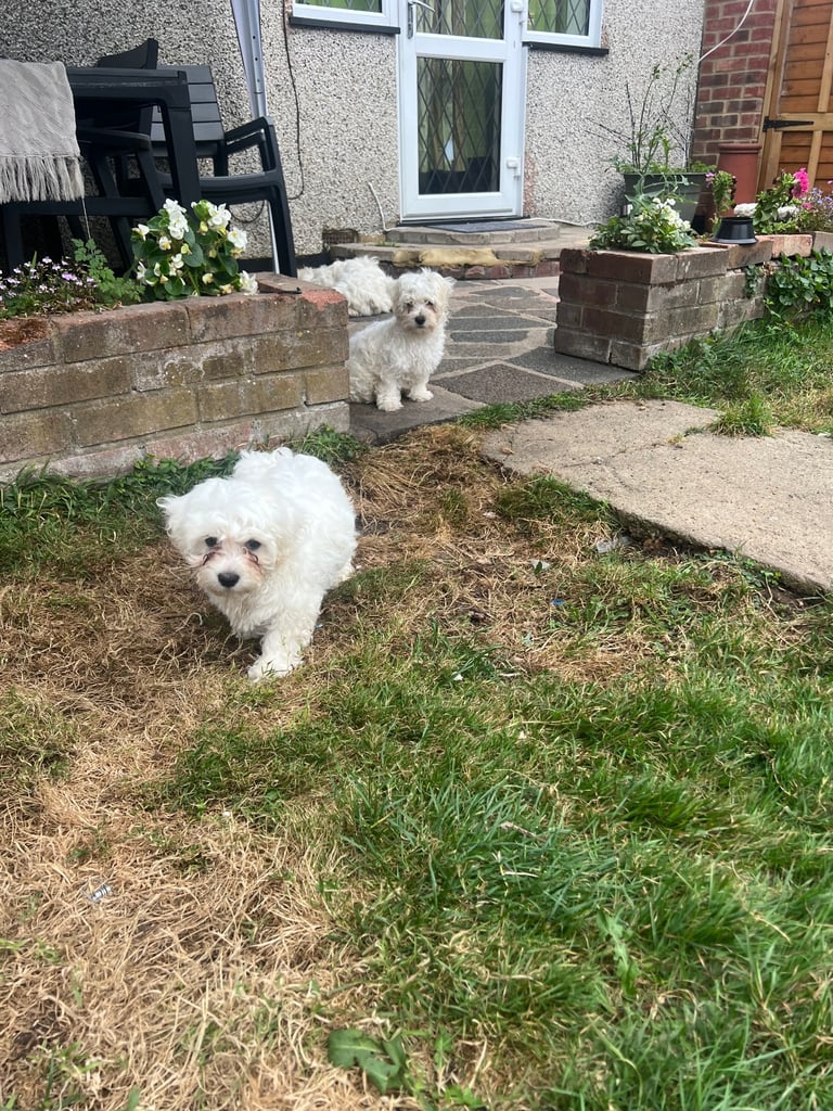Bichon Frise 