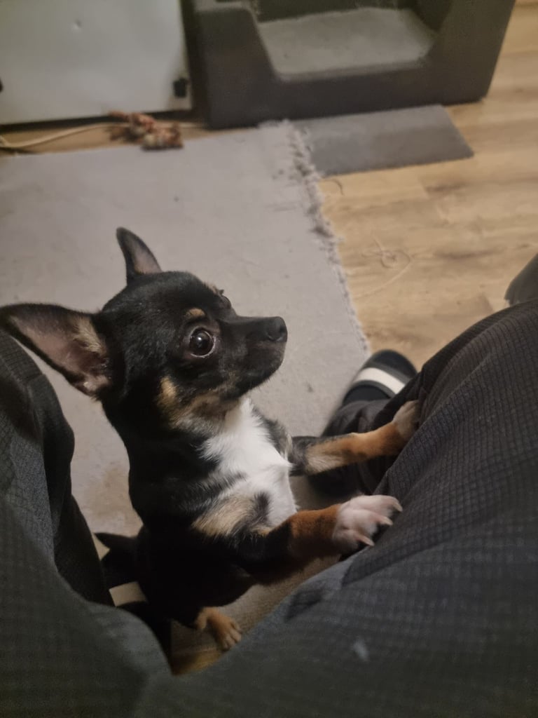 Original chihuahua for sale 