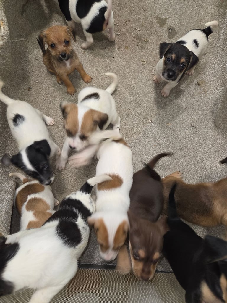 Jack russell pups 