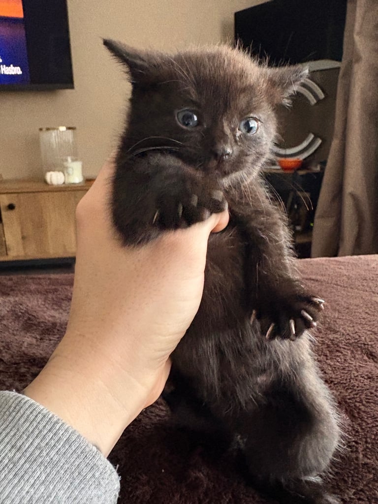 Beautiful Russian blue x British shorthair kittens 
