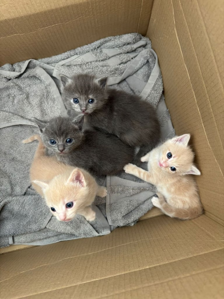 4 half ragdoll kittens - 2 grey fluffy female 2 ginger male