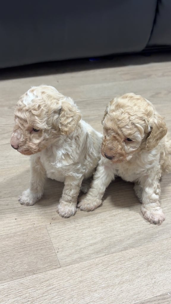 Poochon puppies 
