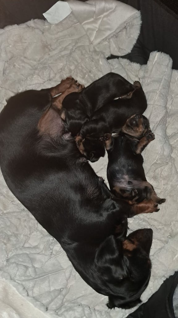 3 black and tan dachshund boys 