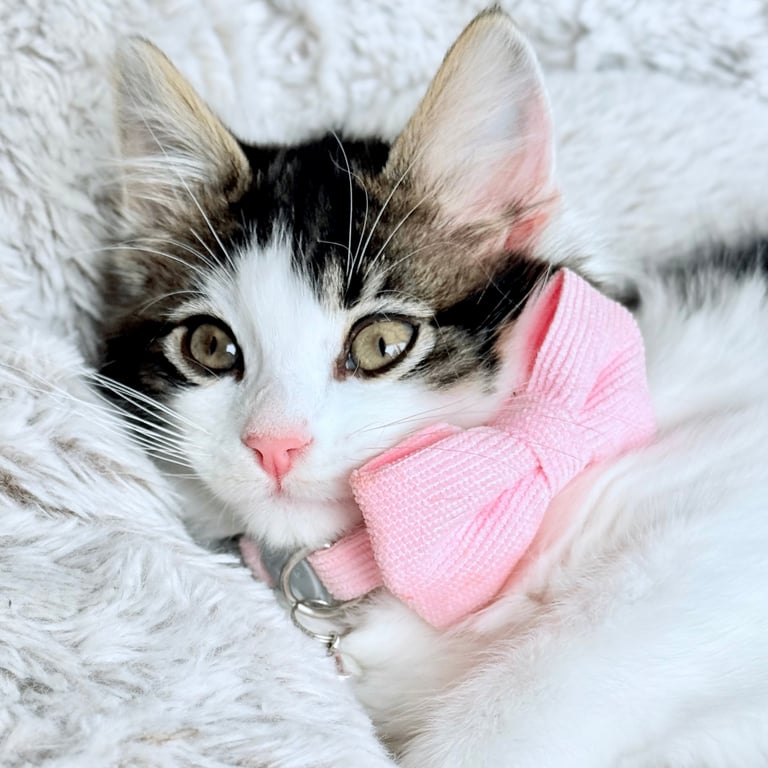 Stunning Ragamuffin X Main Coon Kittens