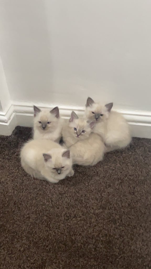 Pure bred Ragdoll kittens 