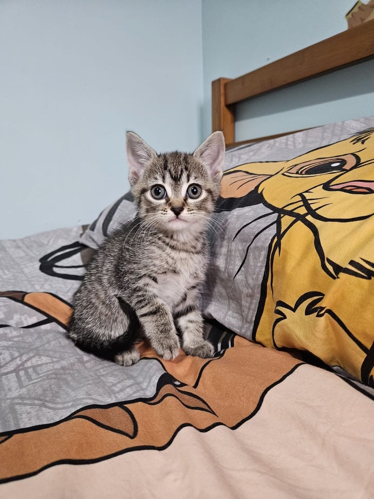 image for Tabby kittens 