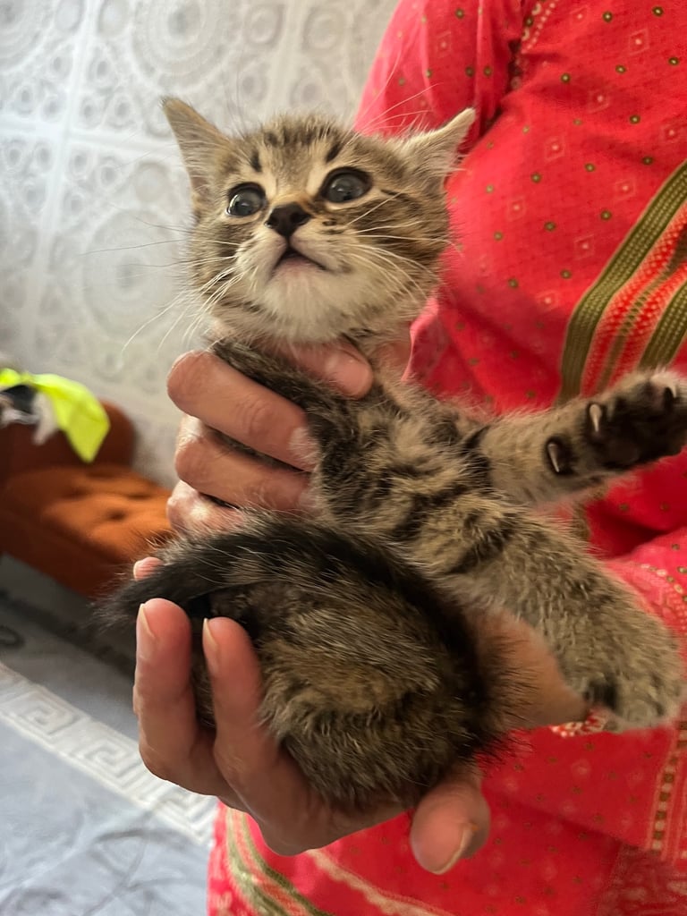 Kittens ready to leave 