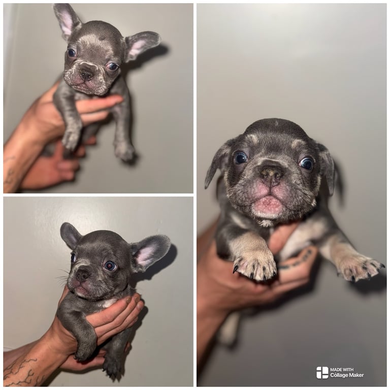 3 gorgeous french bulldogs