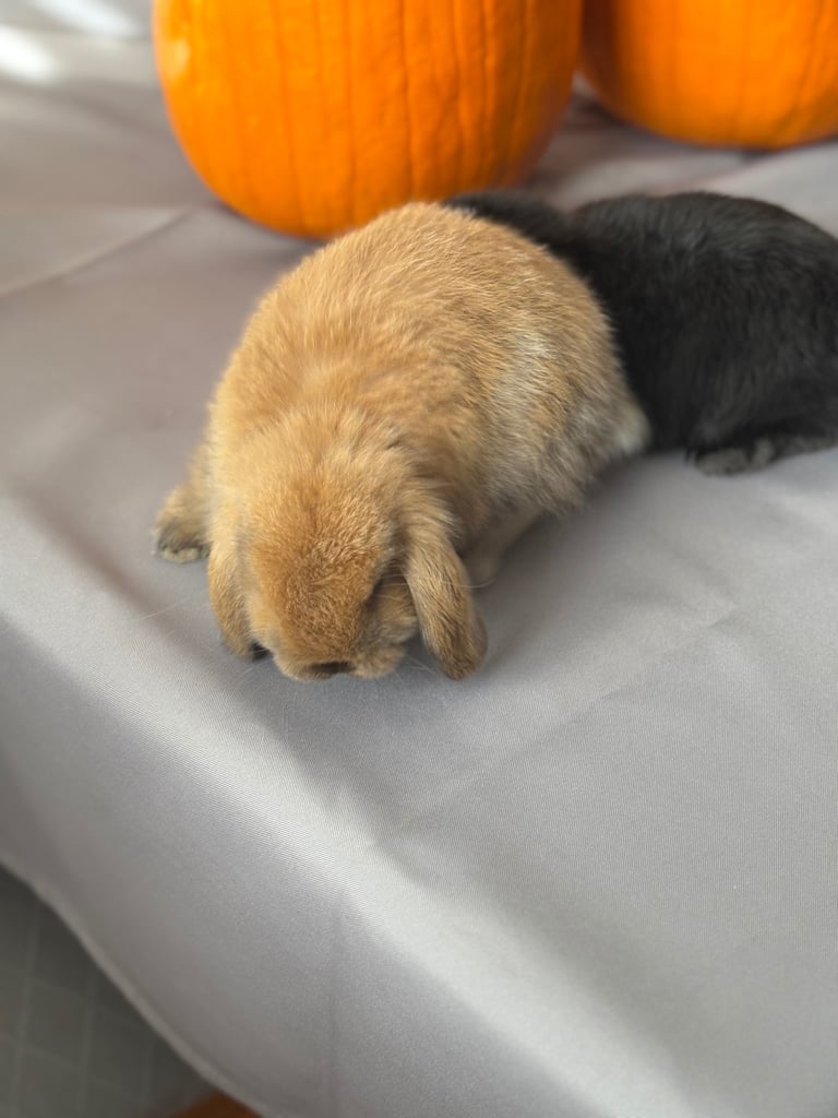 Pure mini lops