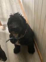 SOLD SOLD SOMD SOLD 16 month old cockapoo needs rehoming asap.