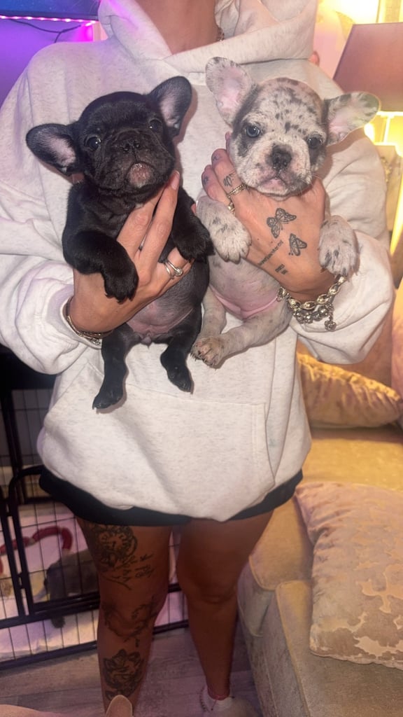 French bulldogs 
