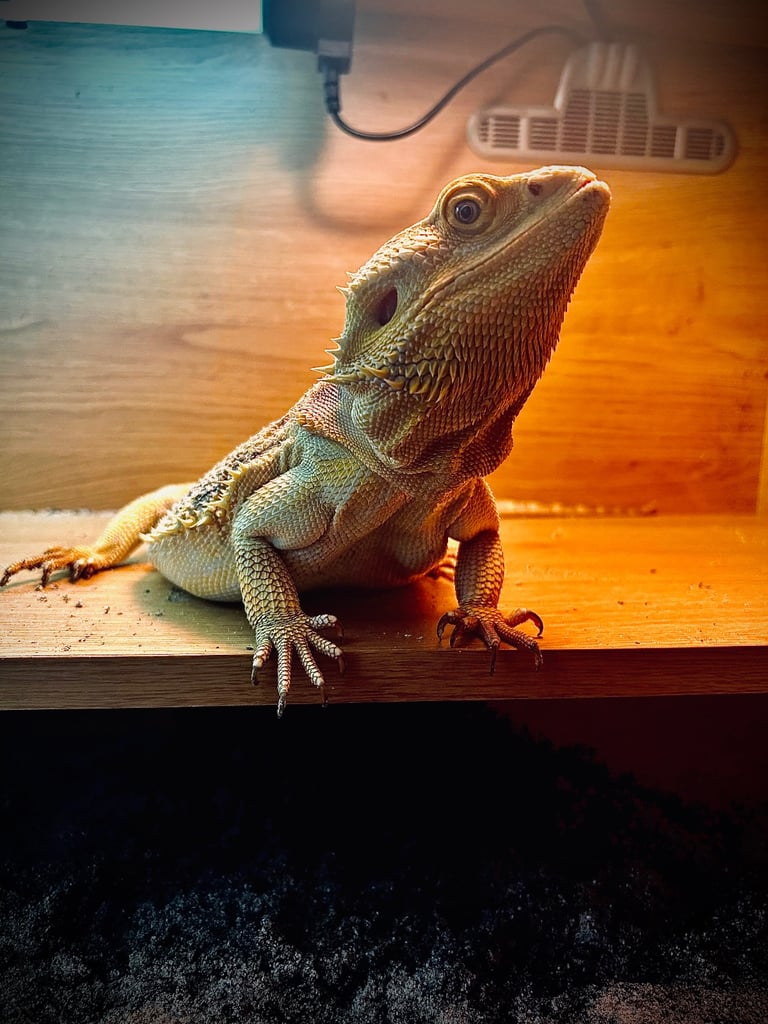 Reptile and invertebrate experience 