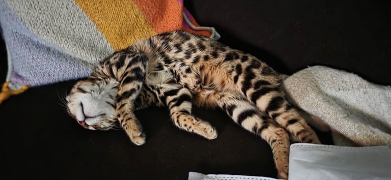 Bengal Female Kitten