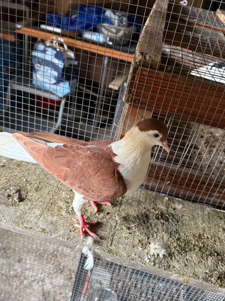 Afghan pigeons 