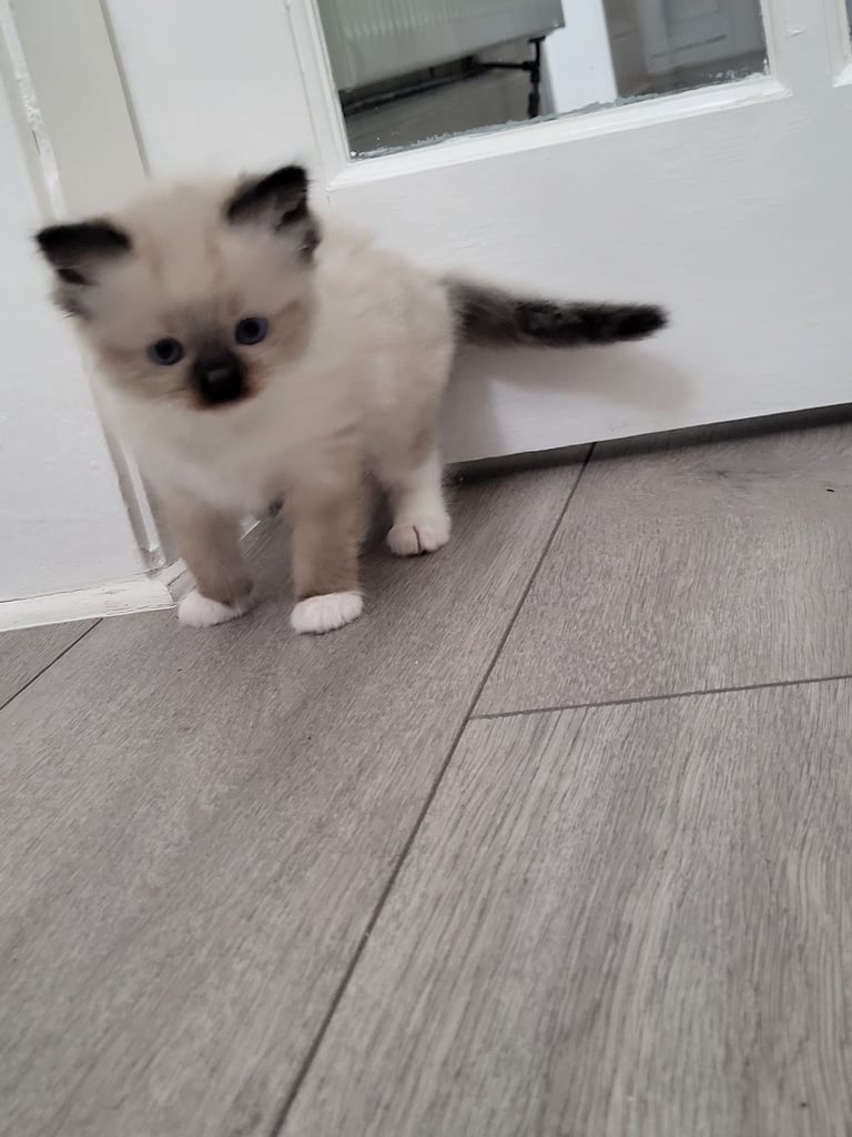 Ragdoll kittens 