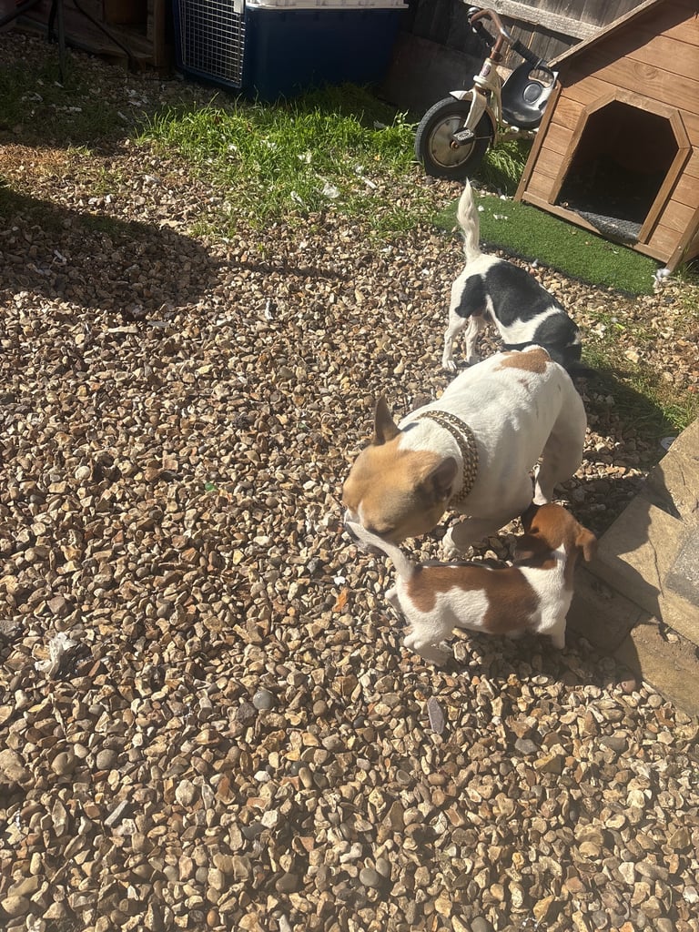 Jack Russell pups 