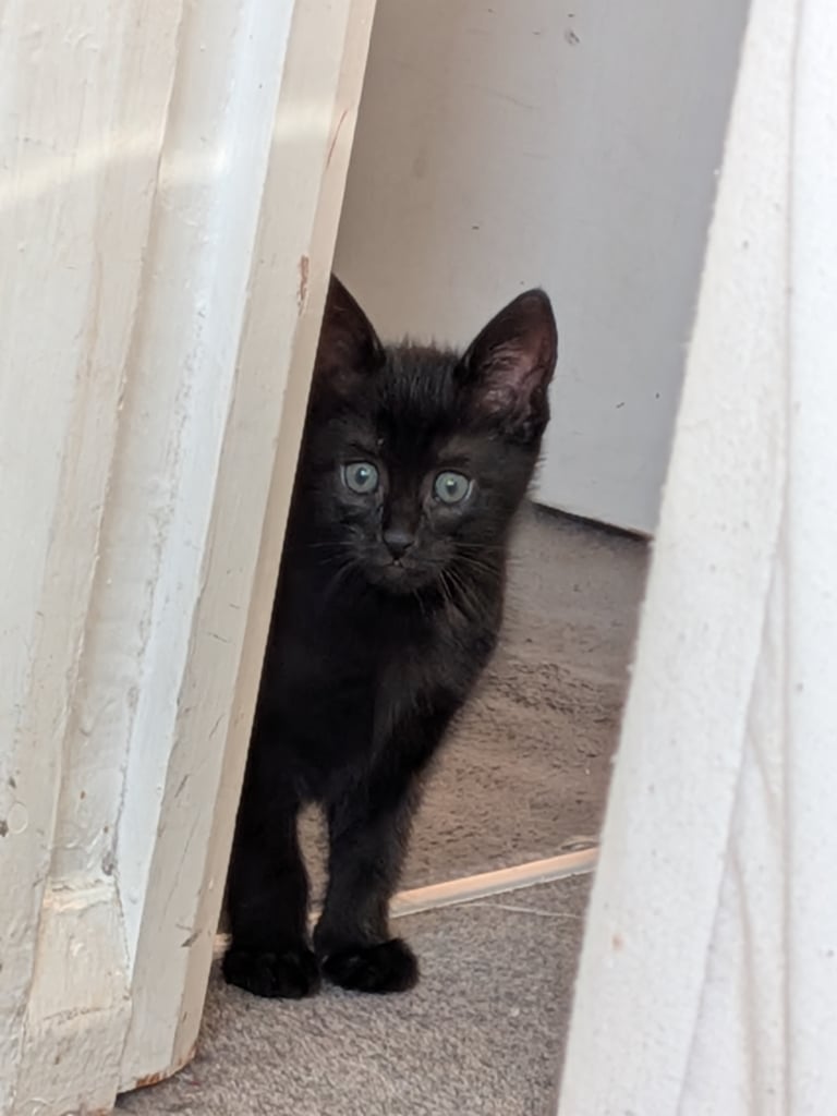 Gorgeous 8 week old kittens