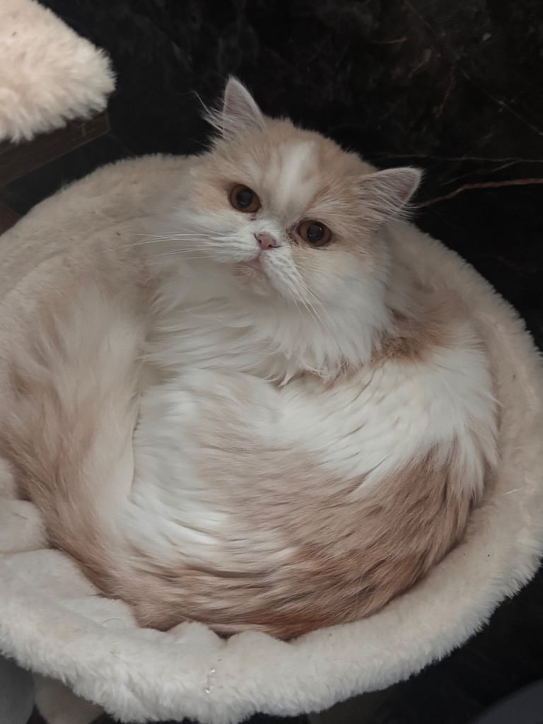 Beautiful girl. FREE