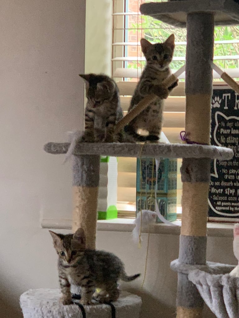 3 beautiful bengal kittens 10 weeks old 