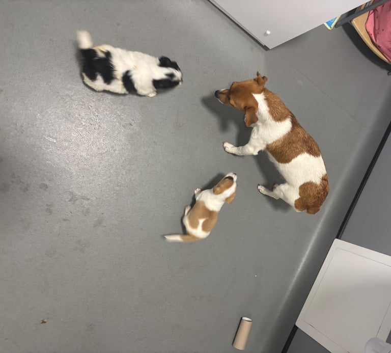 Jack Russel puppies 