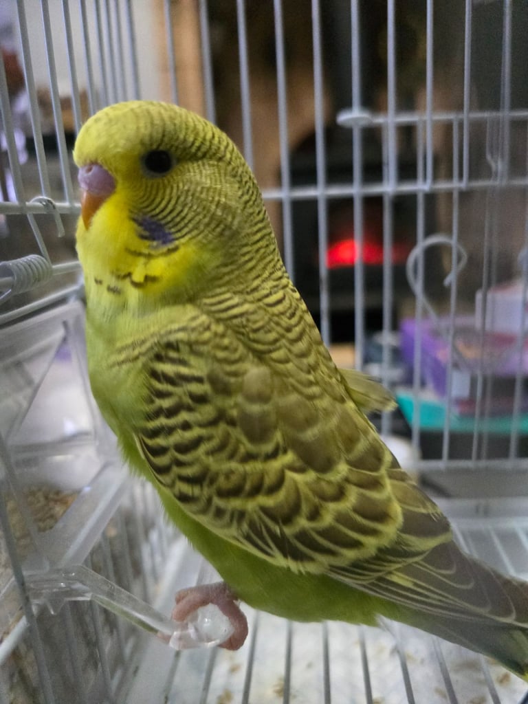 Baby Budgies *still available*