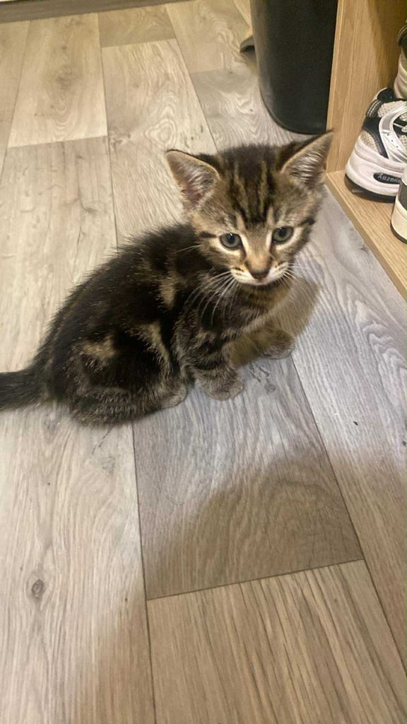 Male kitten 1 left rest of litter gone 