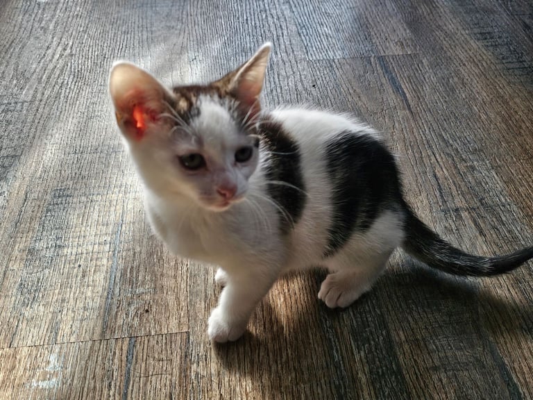 Kittens ready to go now