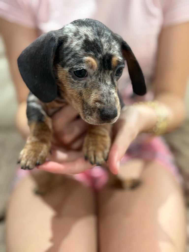 Dachshund puppies 