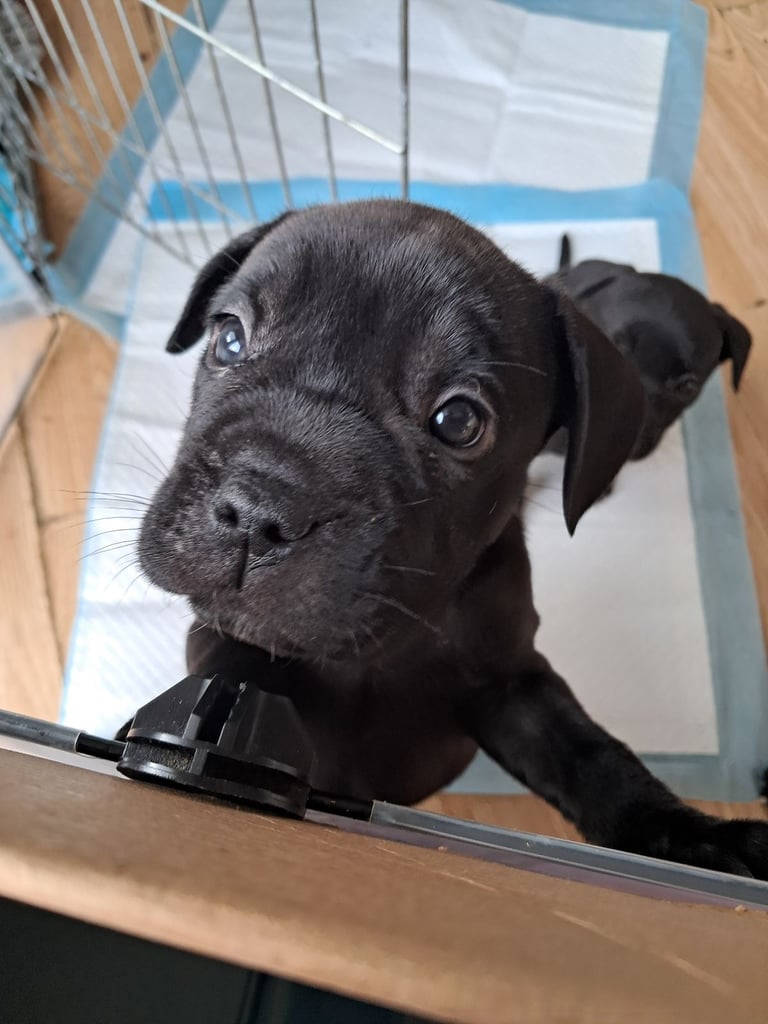 2 female frenchbulldog cross puppies left, ready 17th!!