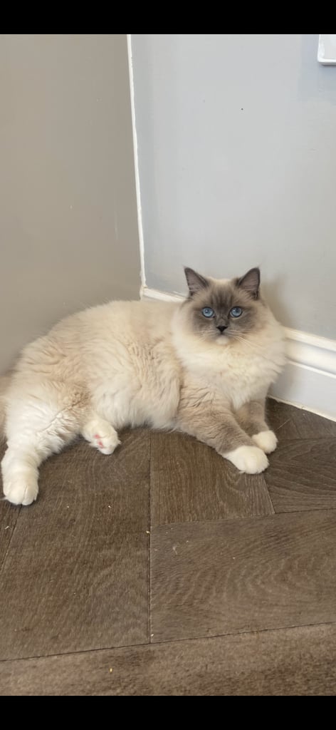 Ragdoll female