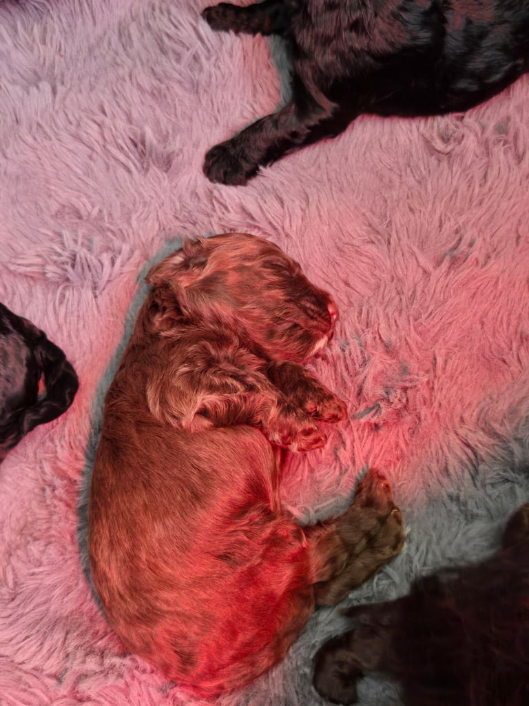 Gorgeous F1 Cockapoo Puppies