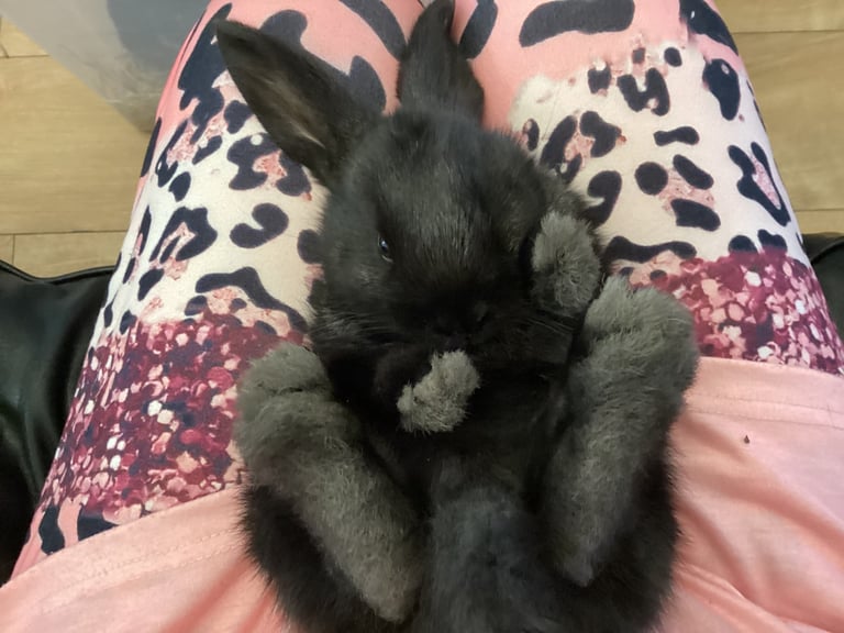Baby rabbits 