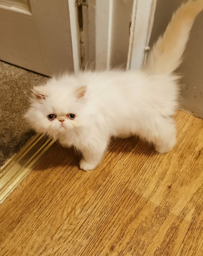 Pedigree Persian exotic longhair kitten 