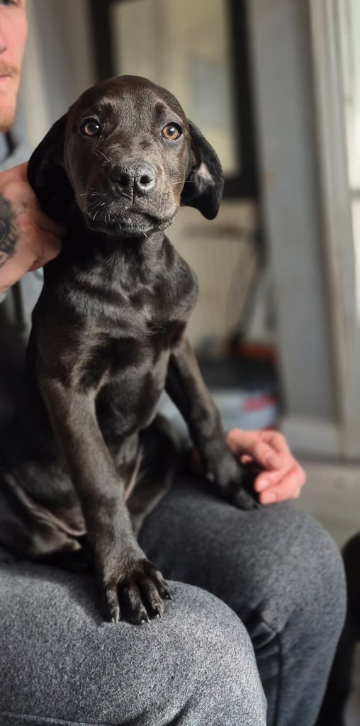 Mastwiler , mastiff x Rottweiler 