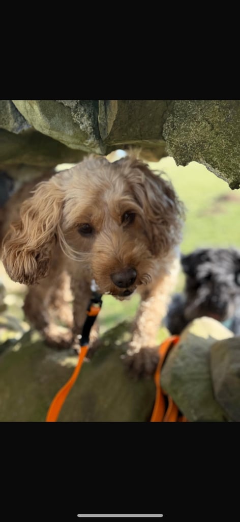 F2 cockapoo puppies for sale
