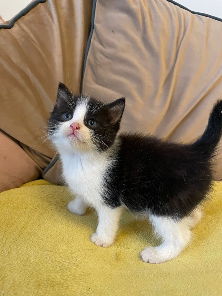kittens