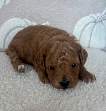 Beautiful f1b cockapoo puppies 