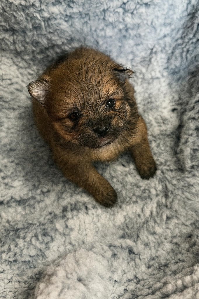 Very cute Pomeranian puppies 