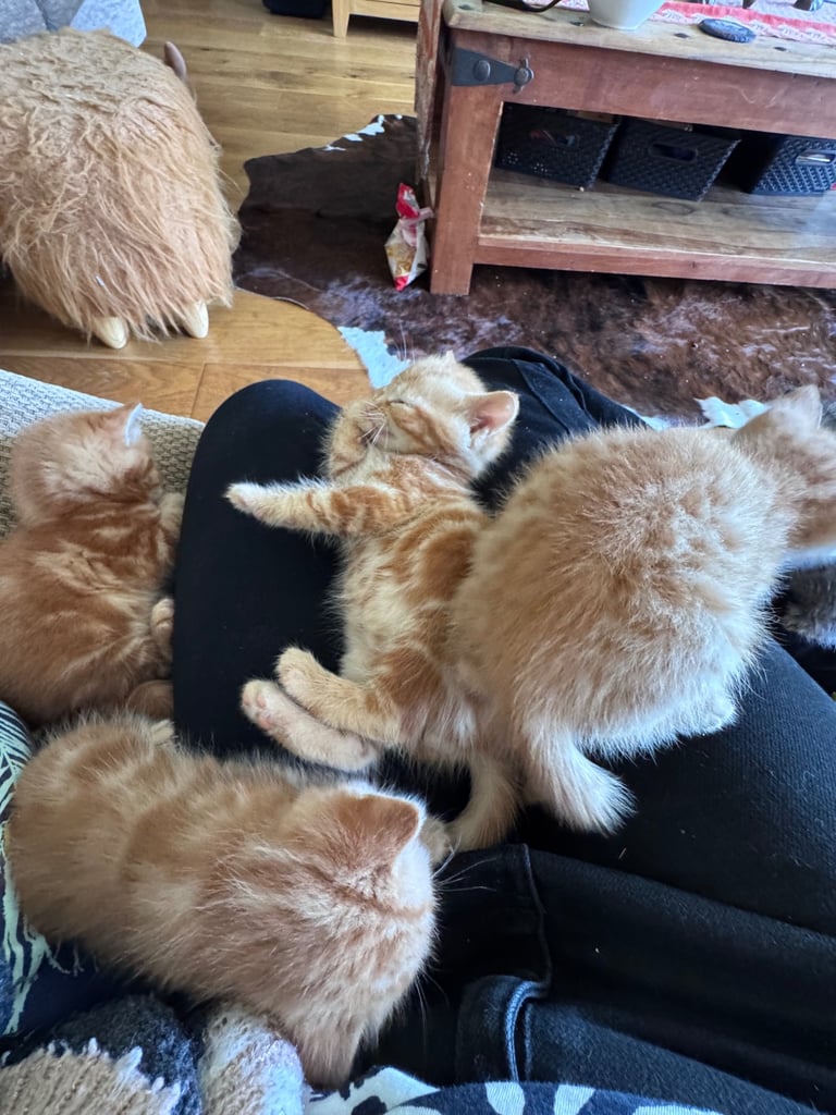 Gorgeous affectionate fluffy kittens 