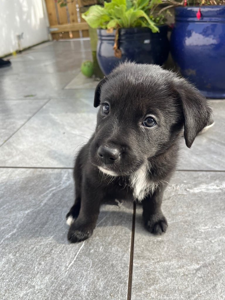 Labrador Puppies for sale