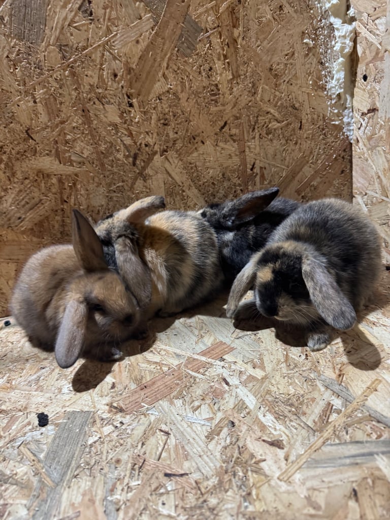 image for Rabbits for sale 