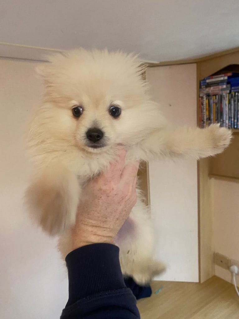 Pomeranian puppy