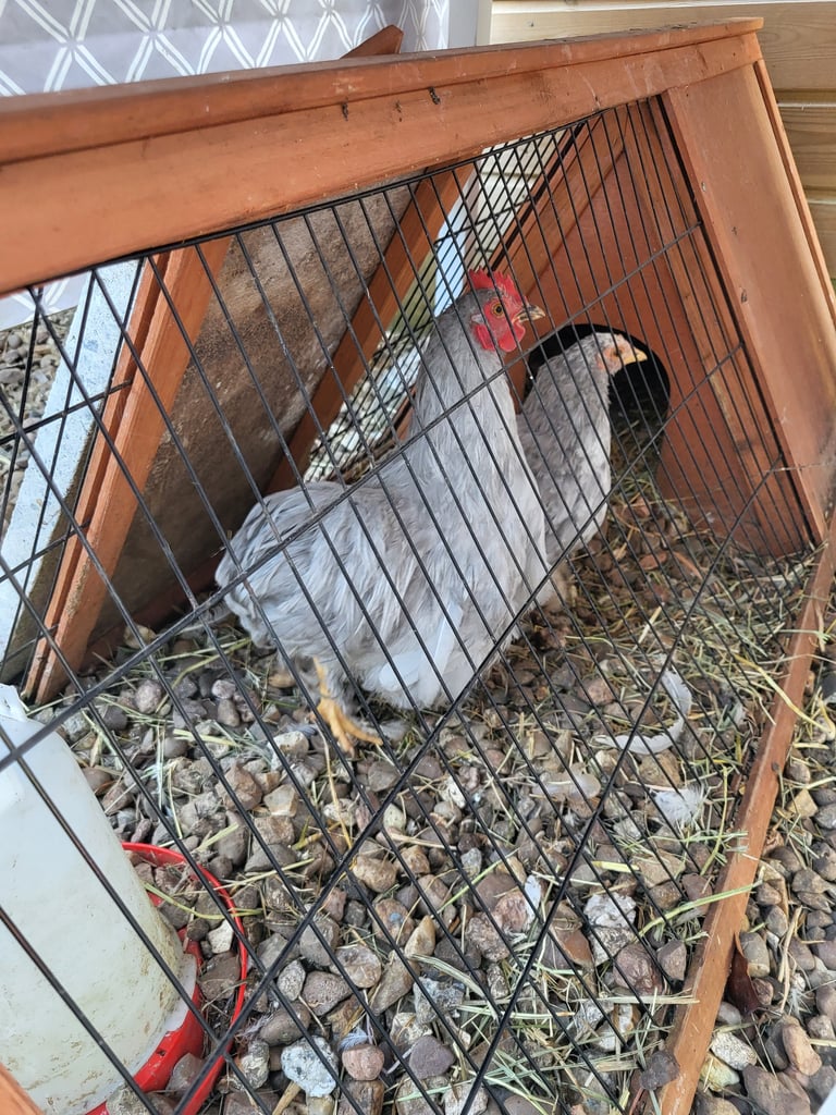 image for Lavender pekin chicken x3 Lavender cocktail 