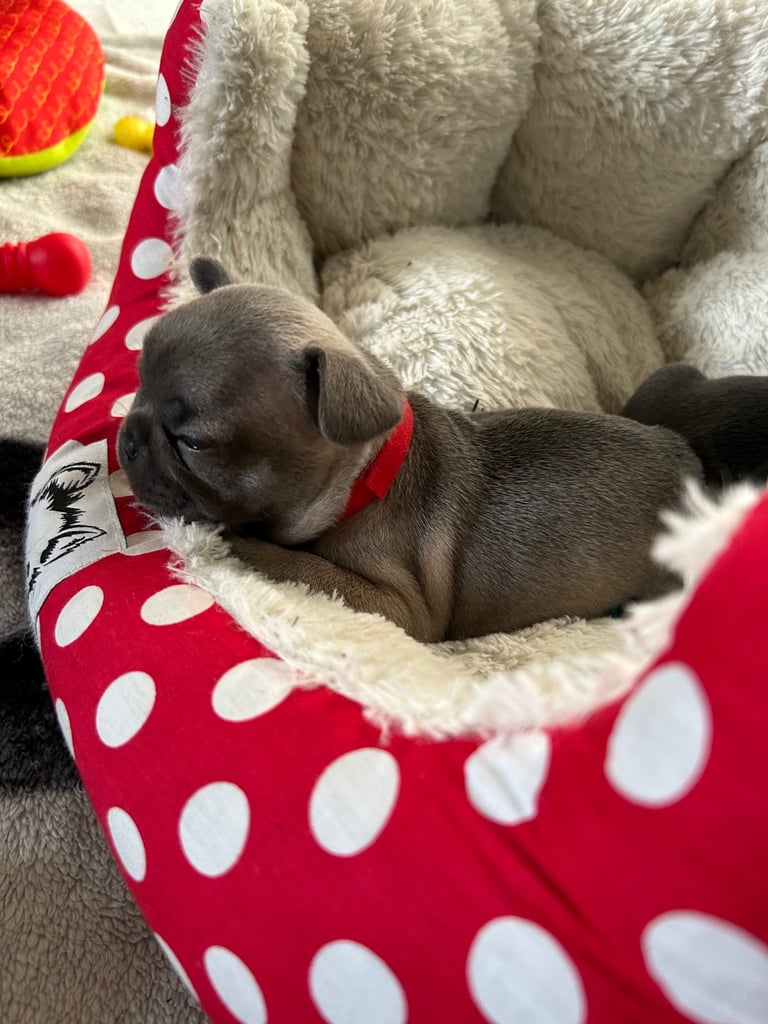 French bulldog puppies 🐾