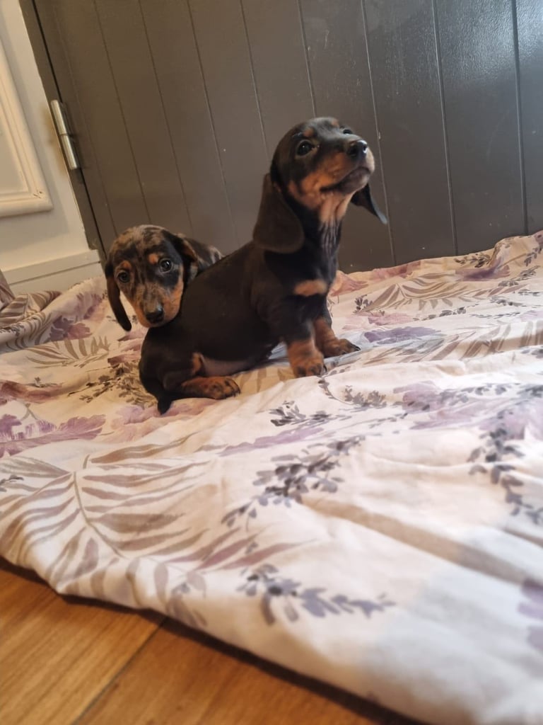Miniature dachshund