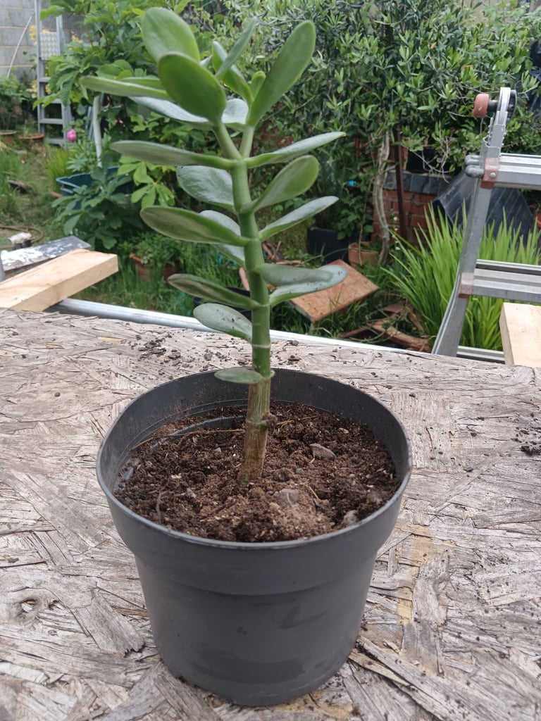 image for Money plant 